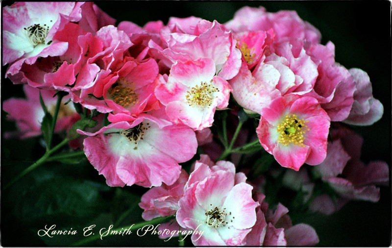 Kilns-Roses-1- Image copyright Lancia E. Smith