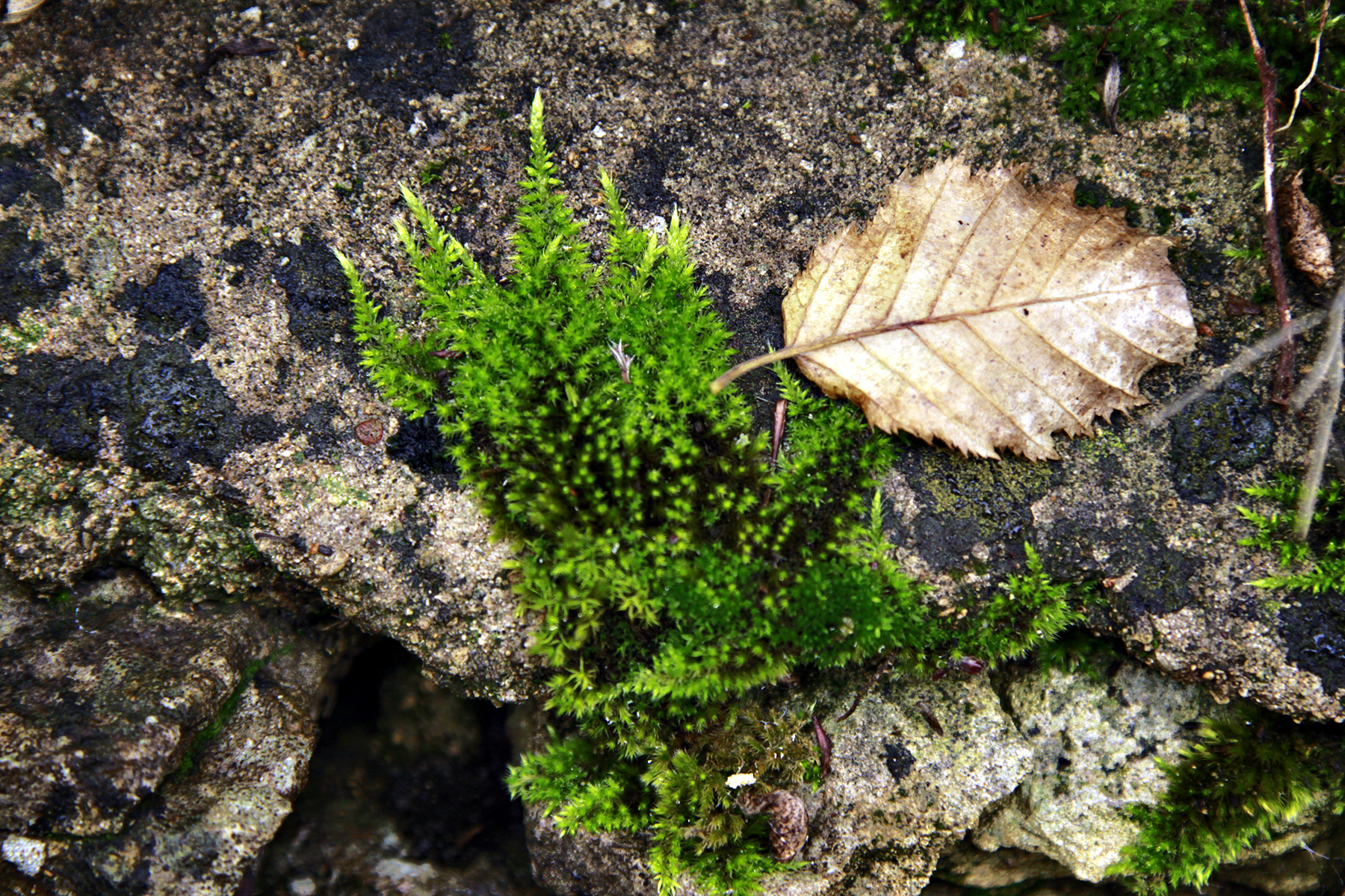 Autumn Leaf Cotswolds v2 - Image (c) Lancia E. Smith