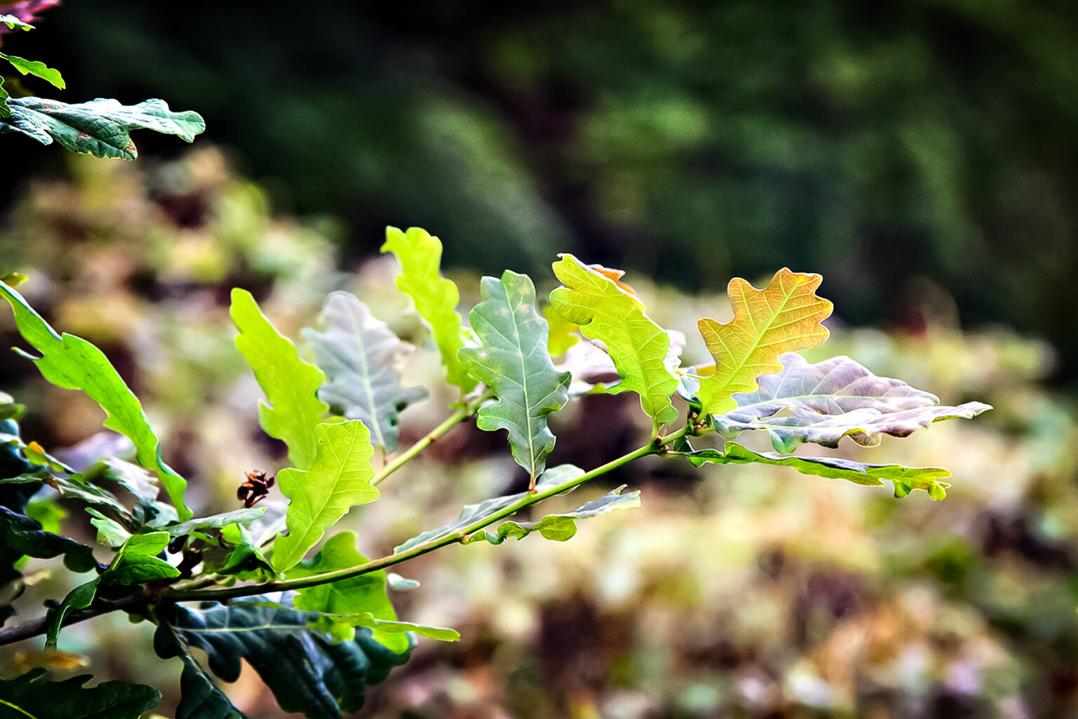 What It Means to Be a Cultivator Cultivating Oaks Press